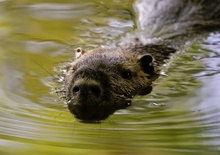 Heranschwimmendes Nutria