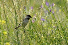 Trauermeise (Parus lugubris)