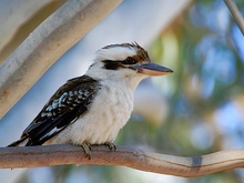 Kookaburra