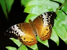 Schmetterling