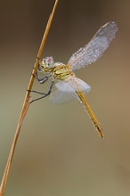 Sympetrum fonscolombii II