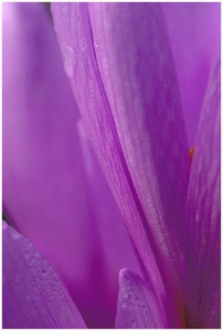 Colchicum autumnale