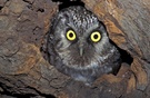 Raufusskauz
