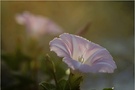 Letztes Licht