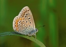 Blau auf grün