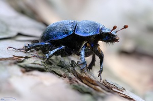 Waldmistkäfer Anoplotrupes stercorosus