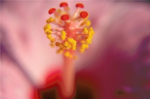 Hibiscusmacroblüte