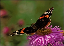 Admiral ( Vanessa atalanta )