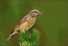 Fichtenkreuzschnabel (Loxia curvirostra) - Letzter Teil: Portrait eines weiblichen Altvogels