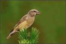 Fichtenkreuzschnabel (Loxia curvirostra) - Letzter Teil: Portrait eines weiblichen Altvogels