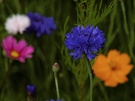 Blumenwiese V