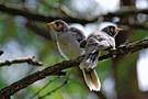 Noisy Miner