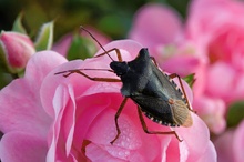 "Die Wanze, die auf Rosen geht"