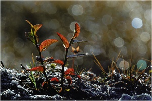 Morgenstimmung im Hochmoor