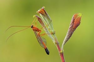 Dusona spp - Schlupfwespe
