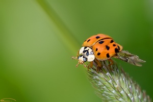 Coccinellidae