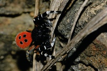 Rote Röhrenspinne