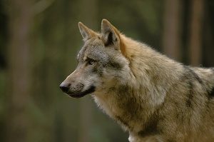 Wolf im Profil