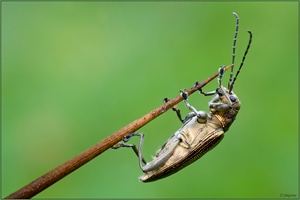 ***Schilfkäfer***