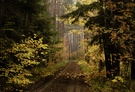 Waldweg im Herbst