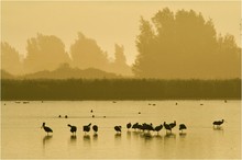 Löffler im Morgenlicht