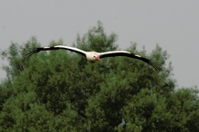 Weißstorch (Ciconia ciconia)