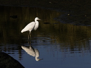 Seidenreiher