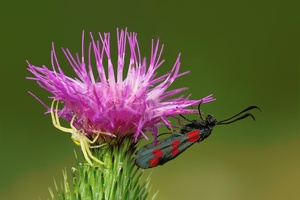 Krabbenspinne und Widderchen