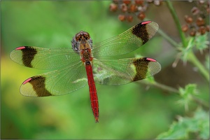 Gebänderte Heidelibelle (Sympetrum pedemontanum)