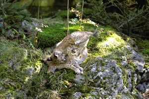 Luchs