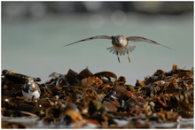 Calidris canutus