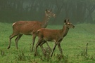 Rotwild im Morgennebel