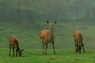Rotwild im Morgennebel (2)