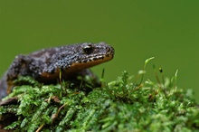 Bergmolch (Triturus alpestris)