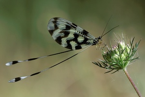 Fadenhaft [Nemoptera sinuata]