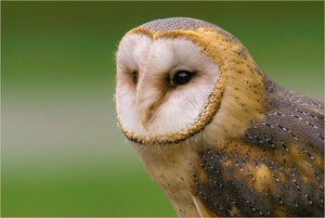 Schleiereule (Tyto alba)