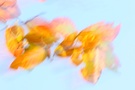 Herbst2007