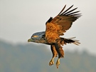 Seeadler