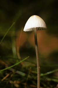 Mycena galopus