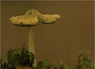 ~ Einzelgänger ~