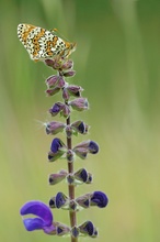 Wiesensalbei