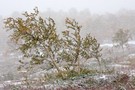 Schneesturm auf dem Flatruet