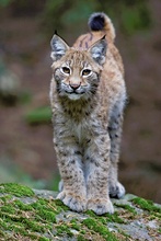 Luchs