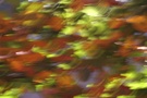 Herbst 2007 drei