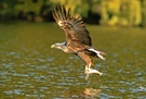 Seeadler (wildlife)