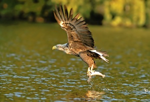 Seeadler (wildlife)