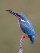 Eisvogel mit Libellenlarve