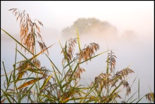 Herbstnebel