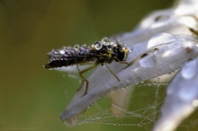 Schwebfliege (Syrphidae)