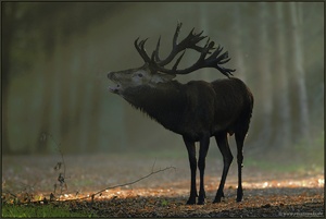 Oktober... Rothirsch *Cervus elaphus*